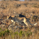 Image for article titled We found a cryptid! Meet the white cheetah.
